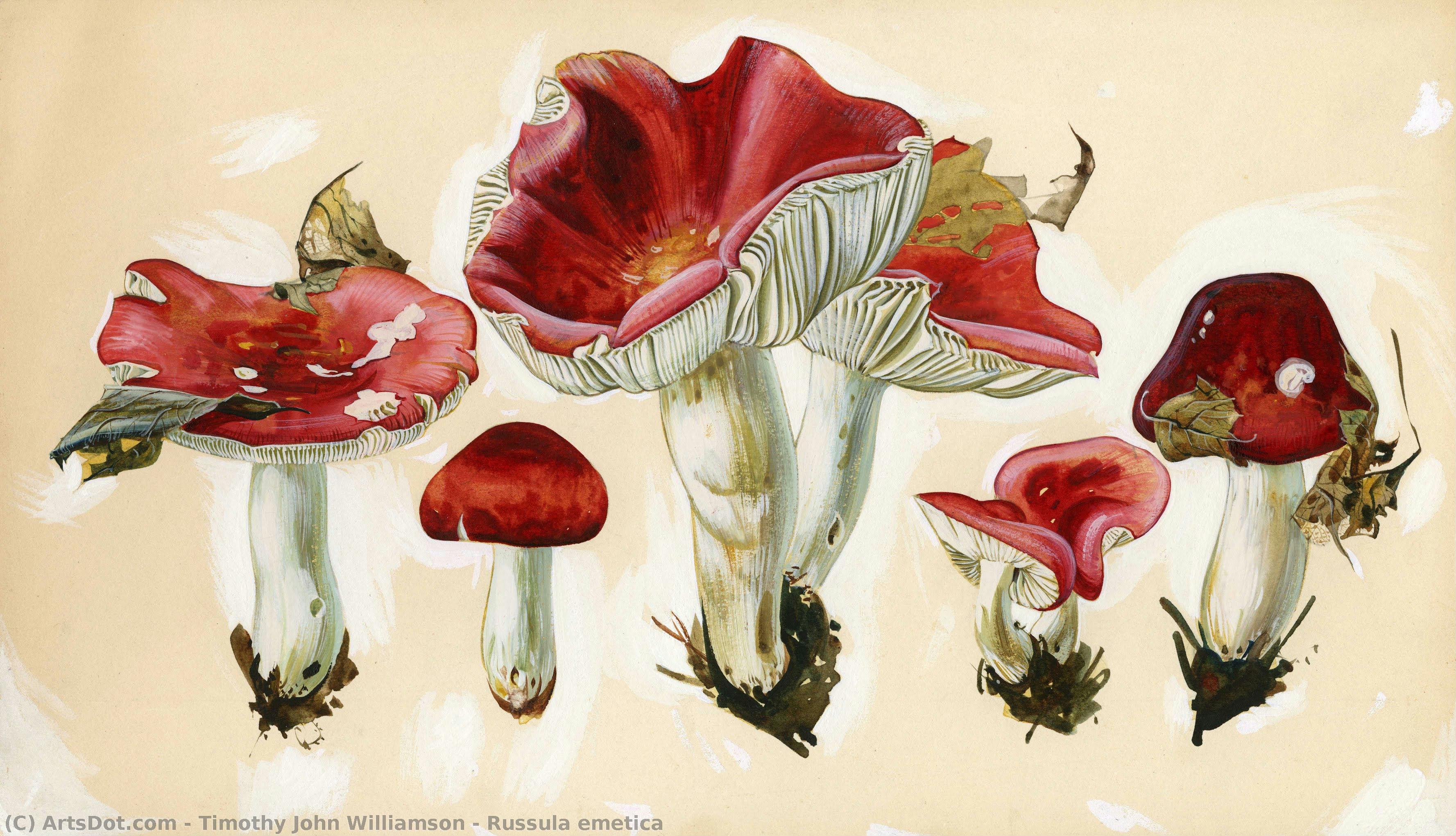 Russula Emetica — Тимофей Джон Уильямсон