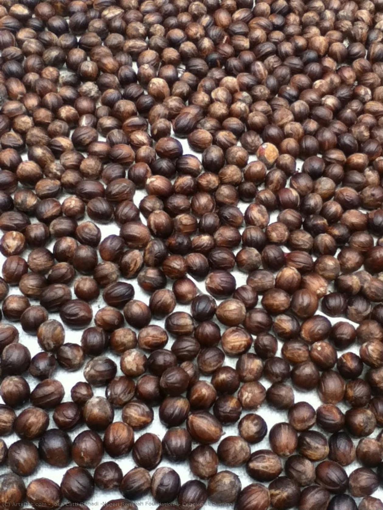 Candlenut Farming — Josh Catti Rahadi (negeri Rempah Foundation)