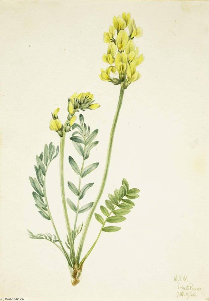 False Locoweed (oxytropia Gracilis) — Mary Vaux Walcott