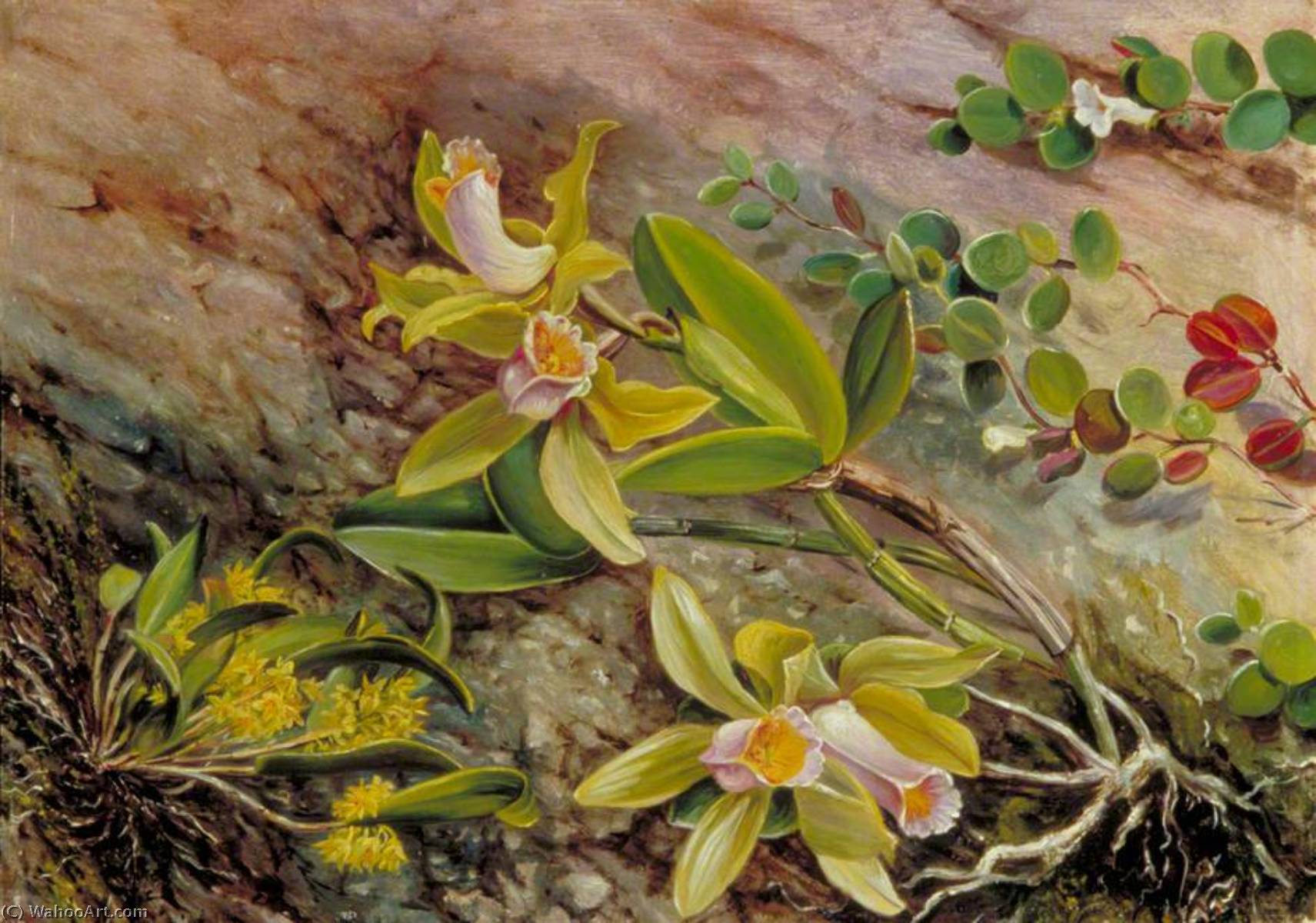 Orchids And Creeper On Water Worn Boulders In The Bay Of Rio Janeiro, Brazil — Marijana Nort