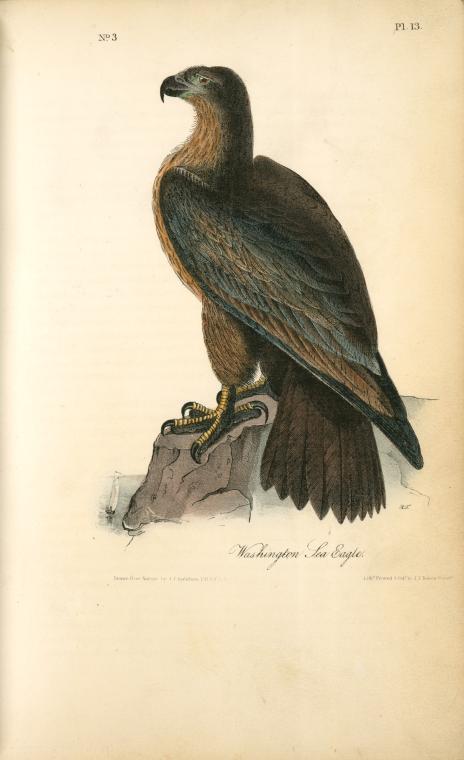 Washington Sea Eagle — Джон Јејмс Одобон