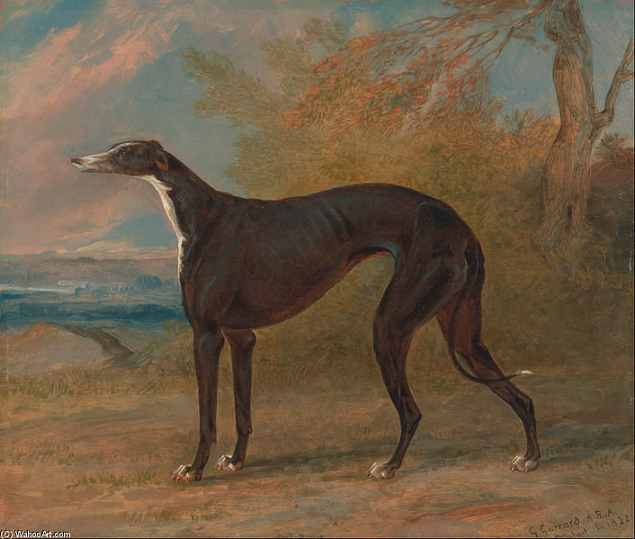 One Of George Lane Fox's Winning Greyhounds — George Garrard