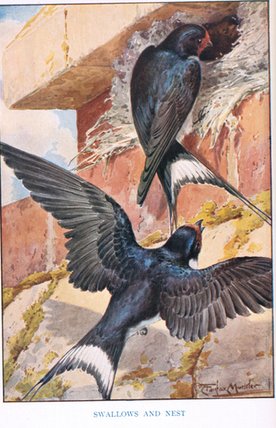 Swallow's Nest — Louis Fairfax Muckley