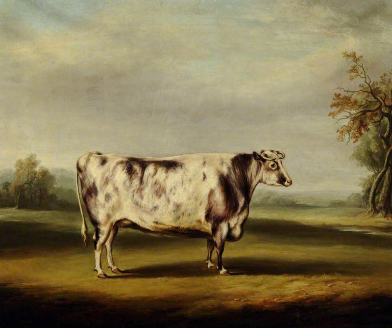 A Grey Shorthorn Cow — William Henry Davis
