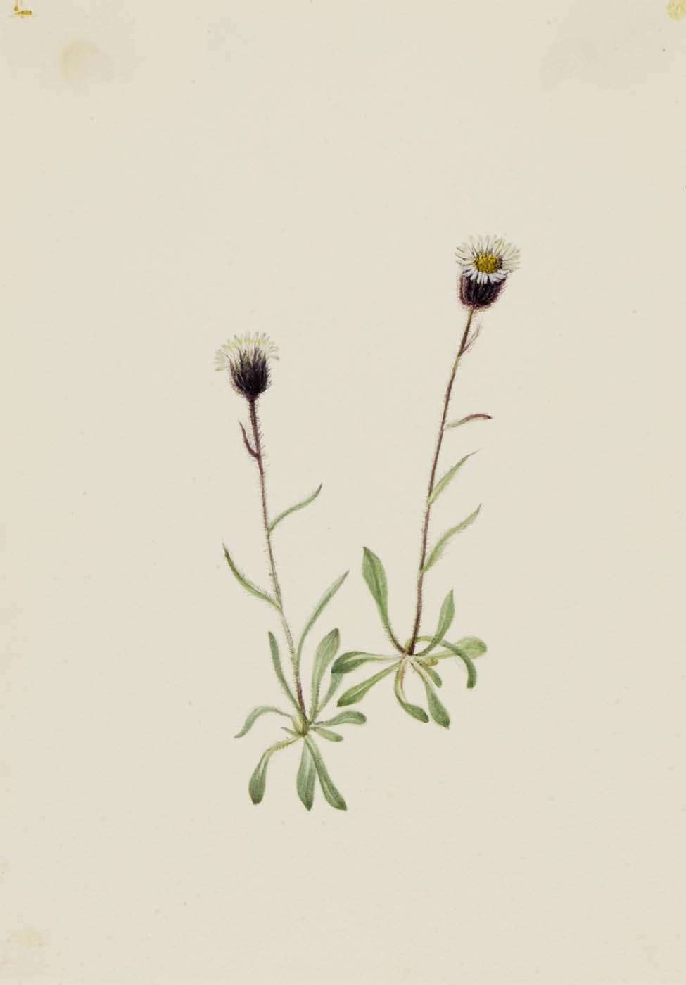 Aleutian Fleabane (erigeron Unalaschensis) — Mary Vaux Walcott