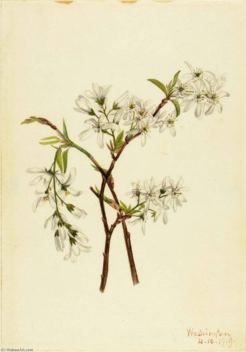 Shadbush (amelianchier Oblongifolia) — Mary Vaux Walcott