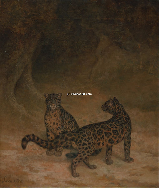 Clouded Leopards — Жак Лоран Агассе