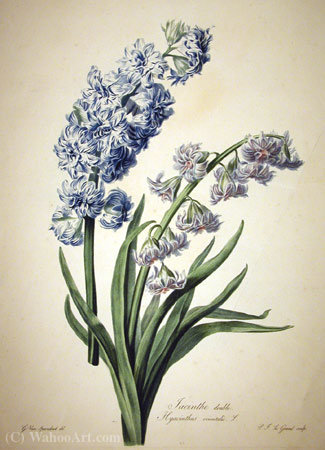 Double Hyacinth — Cornelis Van Spaendonck