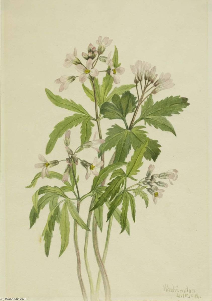 Cut Toothwort (dentaria Laciniata) — Mary Vaux Walcott