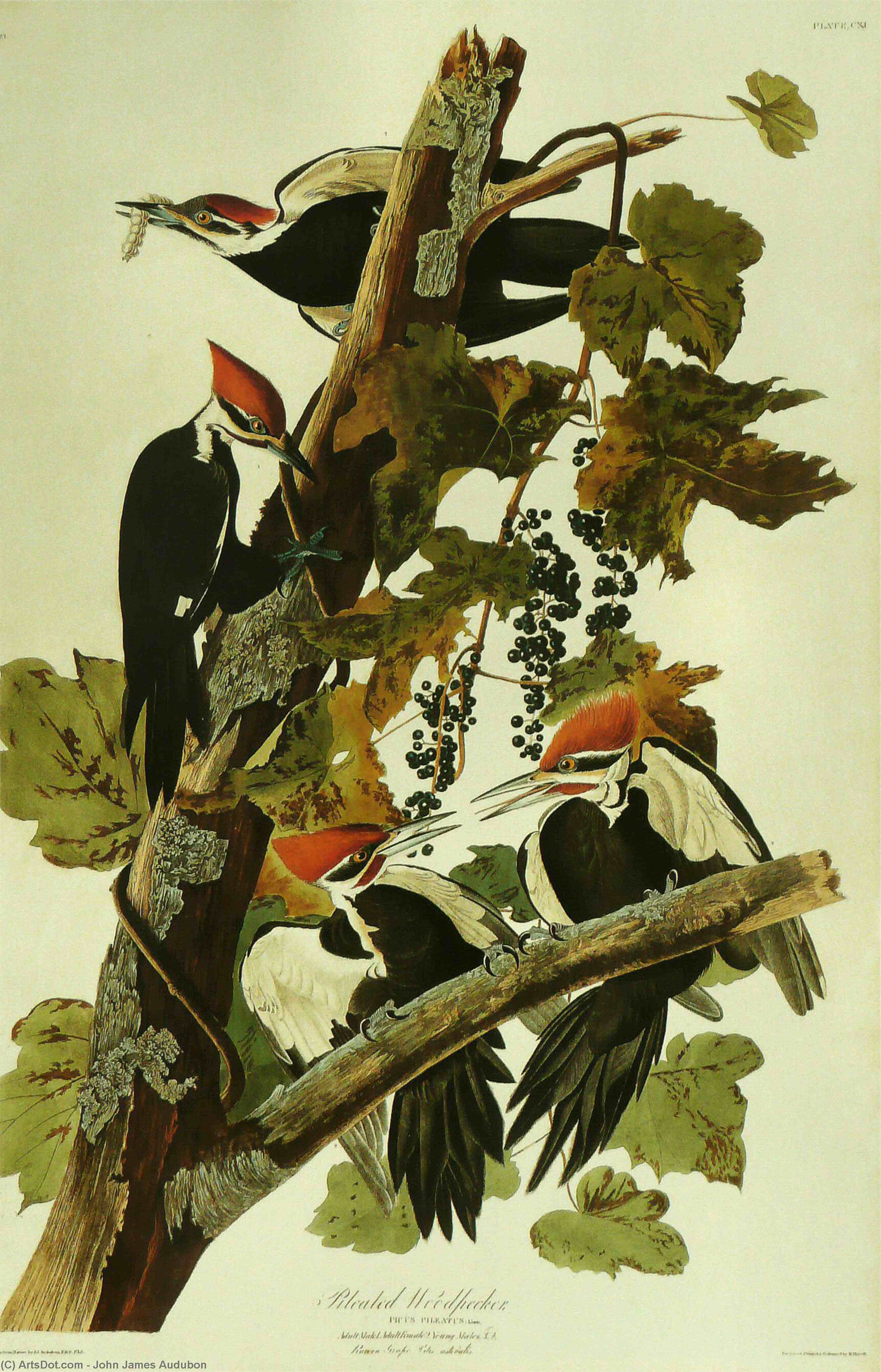 Pileated Woodpecker — John James Audubon