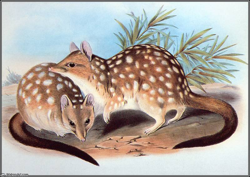 Western Quoll — Иоанн Гуль