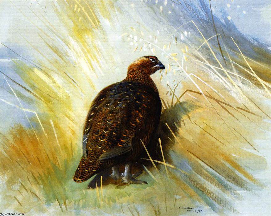 Grouse — Арчибалд Торбурн