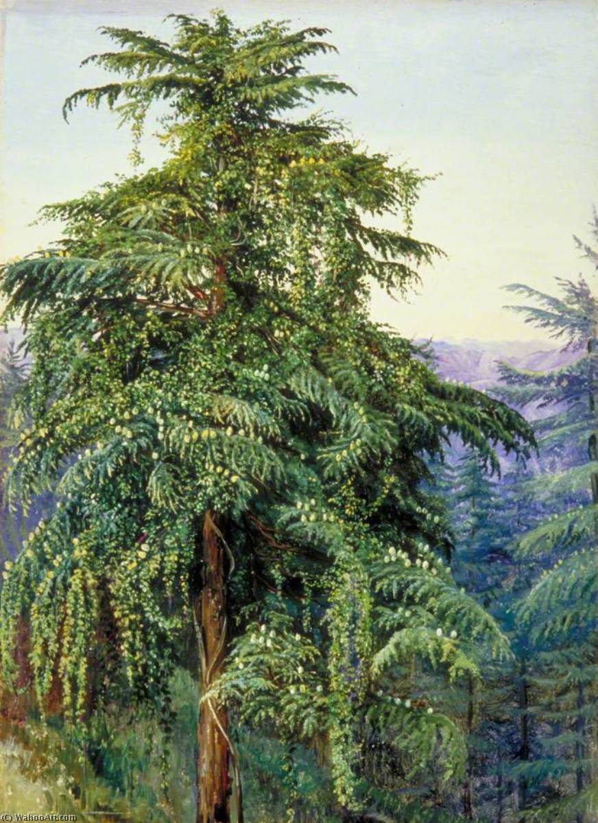 Study Of A Deodar In Full Cone And Clothed With A Creeper, Near Simla — Marianne North