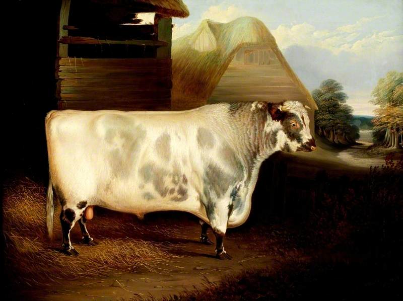'duke Of Northumberland' (a Bull) — John Dalby