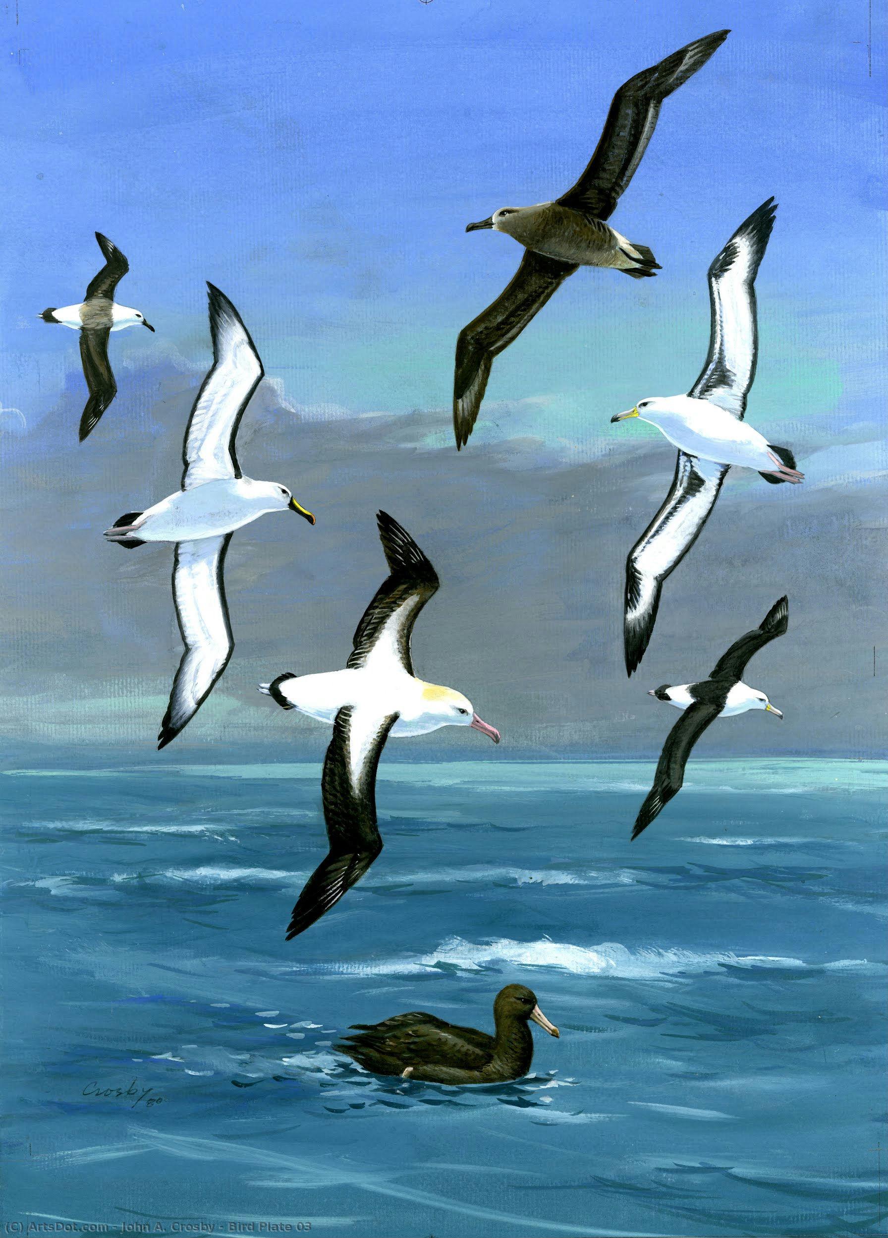 Bird Plate 03 — John A. Crosby