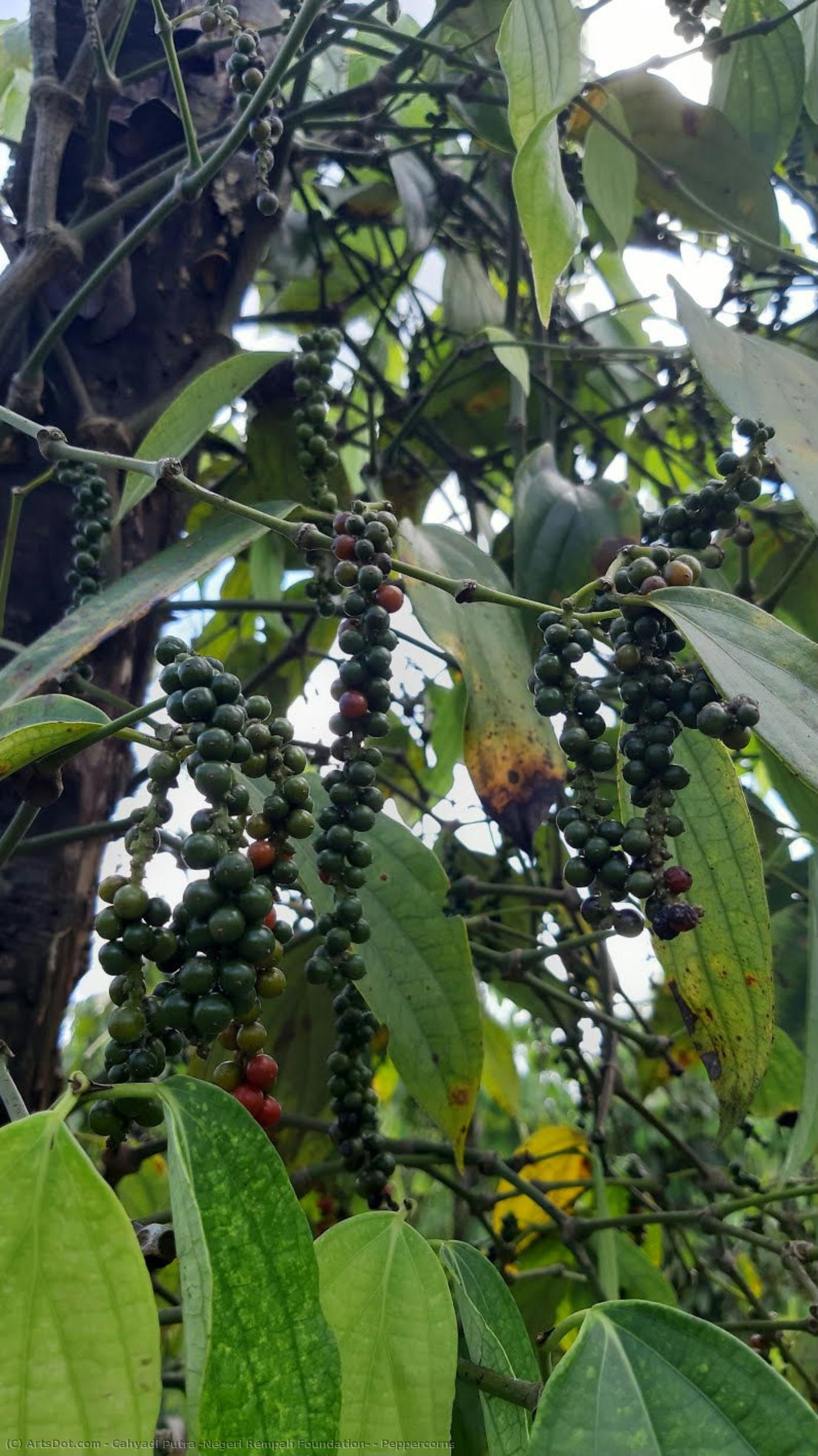 Peppercorns — Cahyadi Putra (negeri Rempah Foundation)