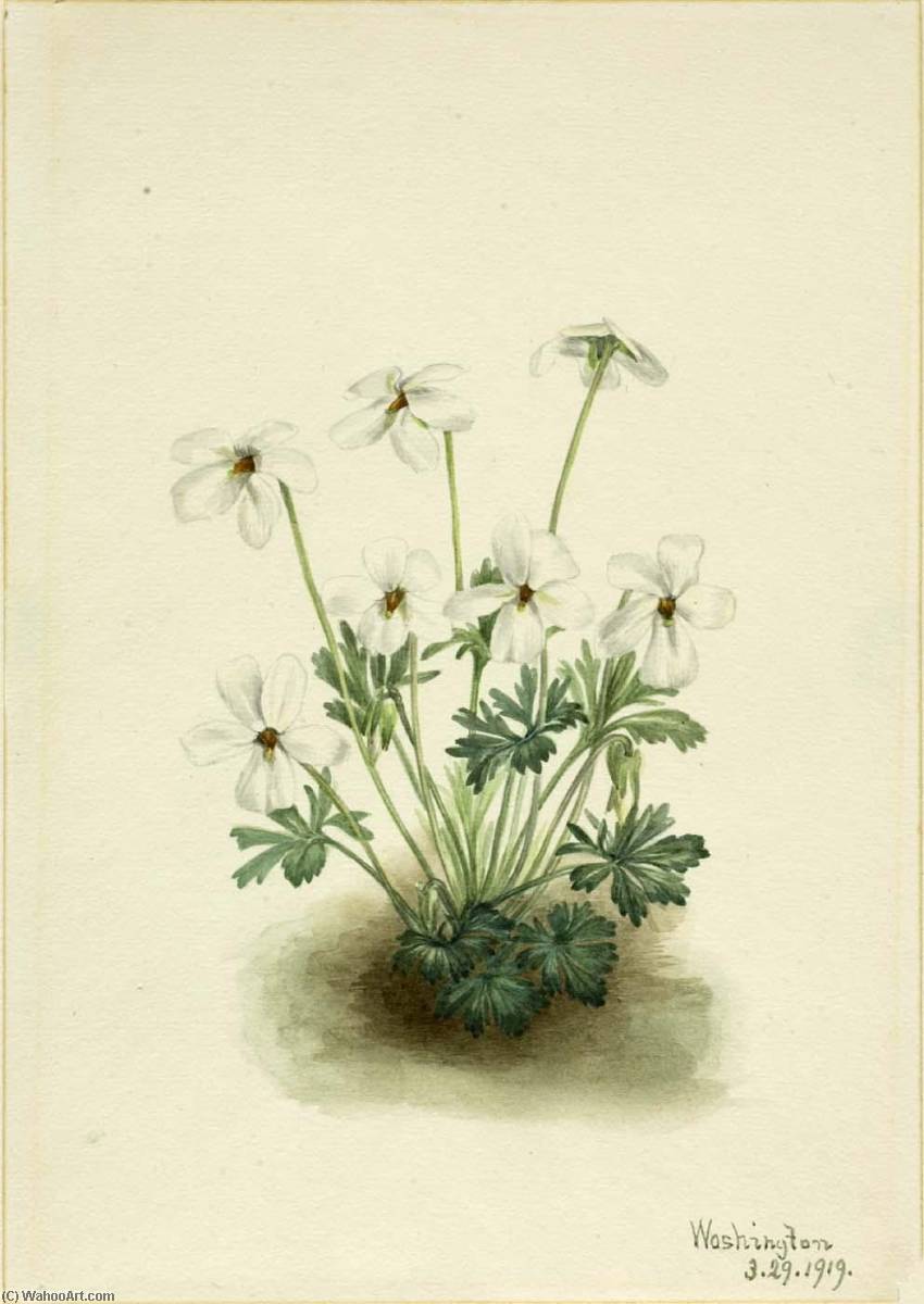 Pansy Violet (viola Pedata) — Mary Vaux Walcott
