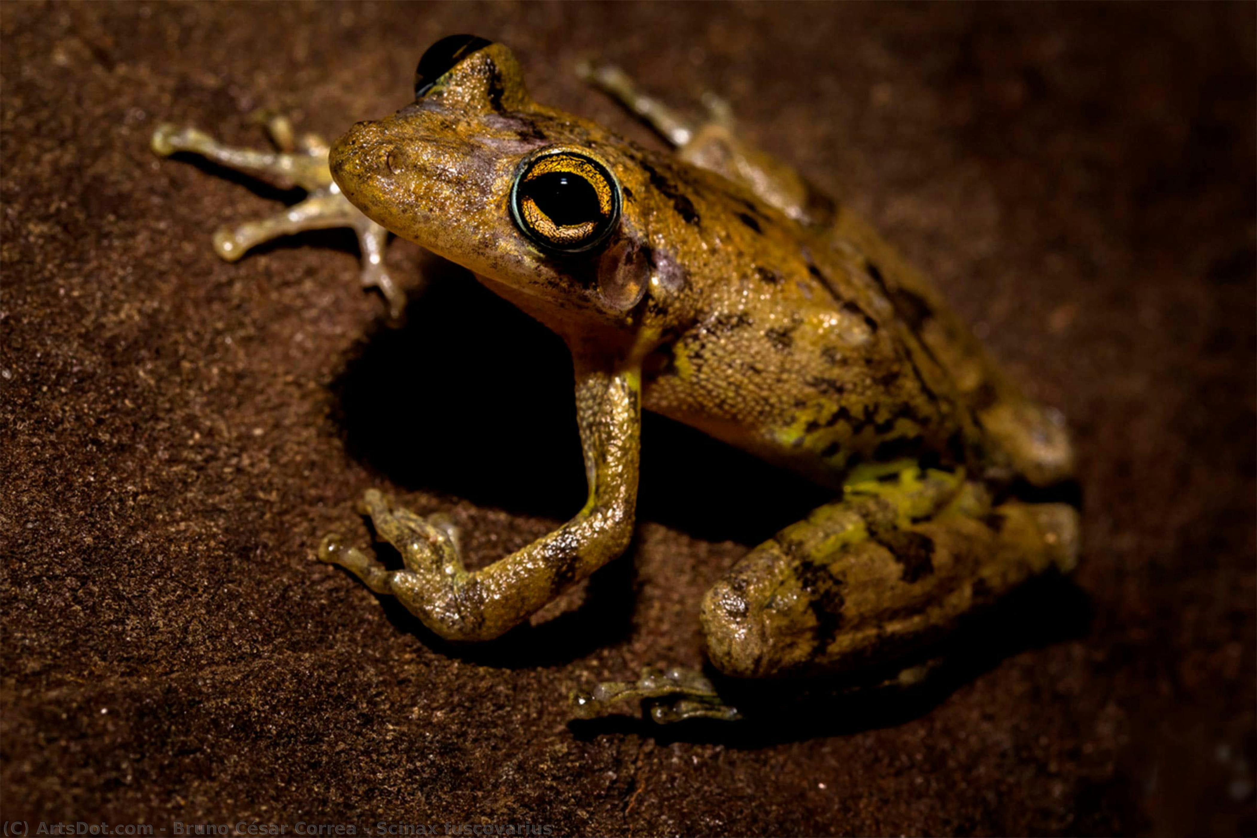 Scinax Fuscovarius — Bruno César Correa