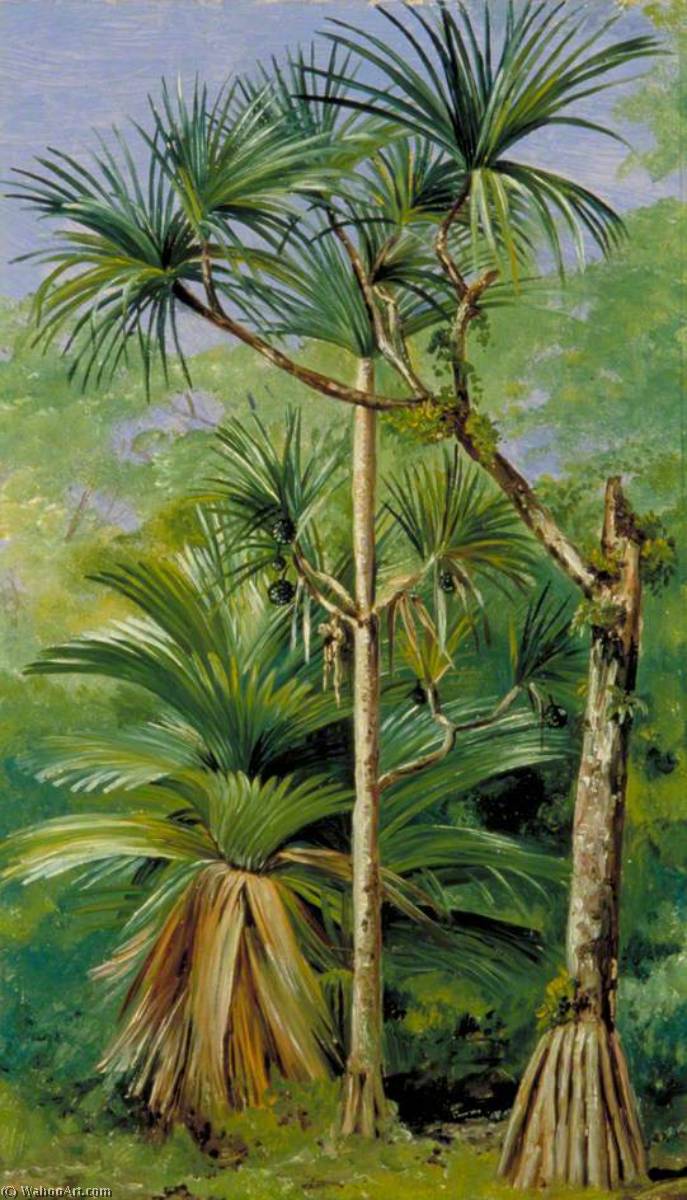 Study Of Screw Pine — Марианна Норт