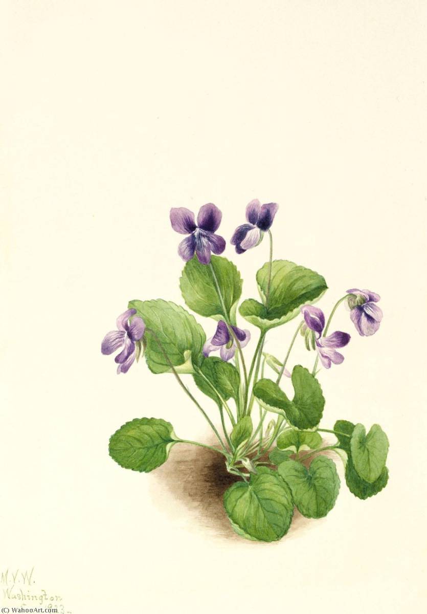 Butterfly Violet (viola Papilionacea) — Mary Vaux Walcott