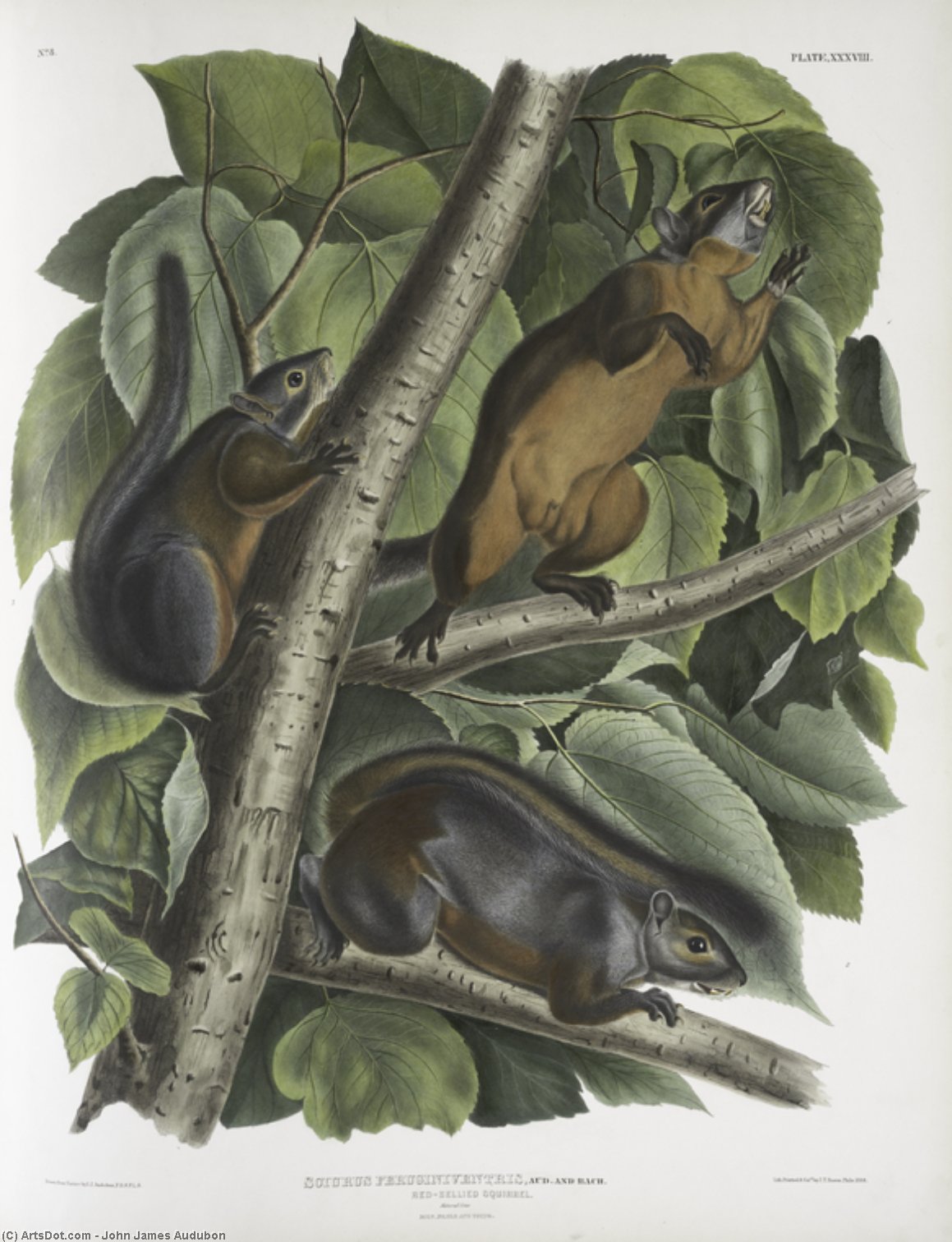Sciurus Feruginiventris, Red-bellied Squirrel. Natural Size. Male, Female And Young — John James Audubon