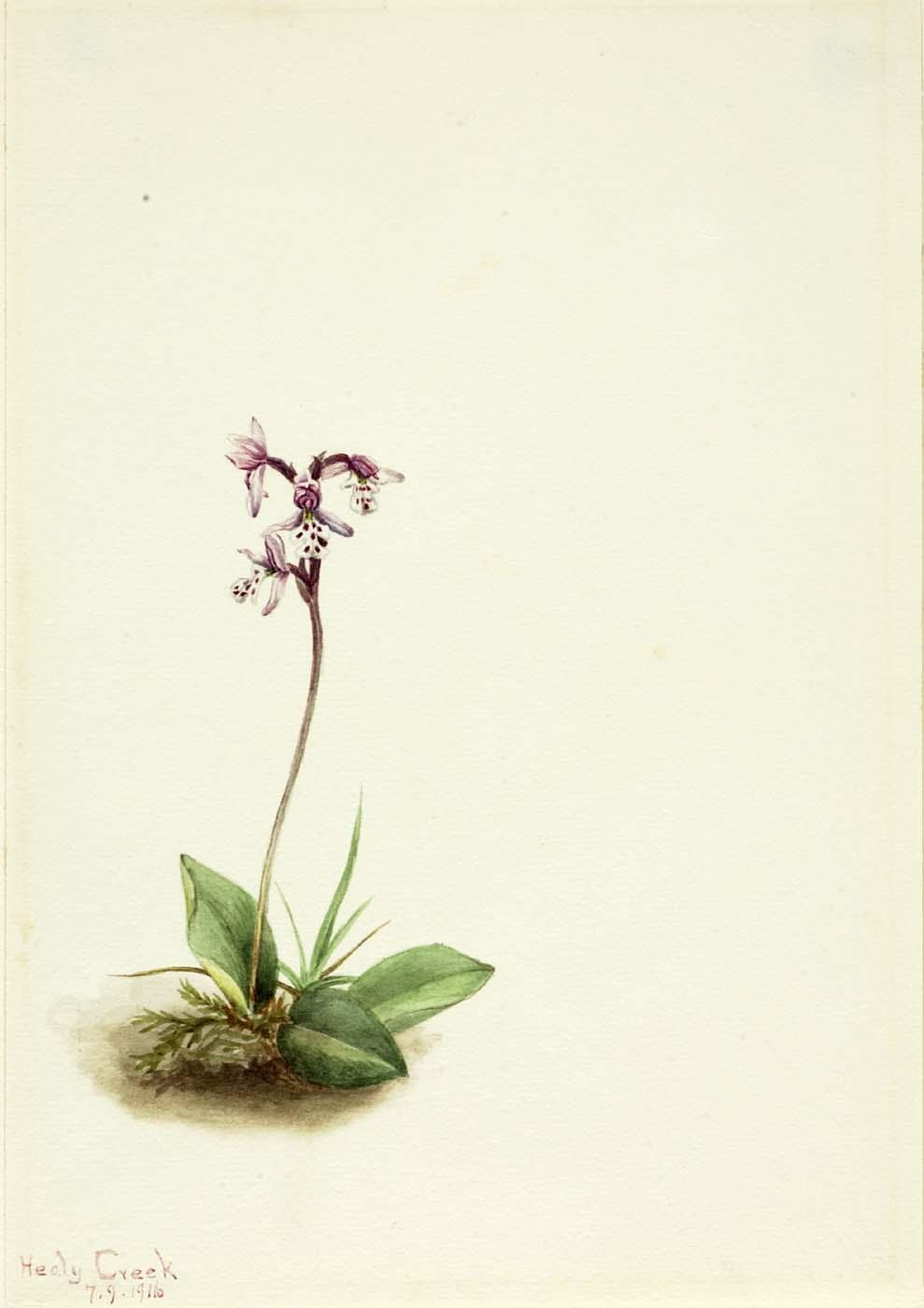 Orchis (orchis Rotundifolia) — Mary Vaux Walcott