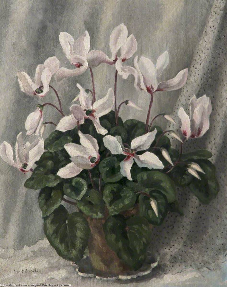 Cyclamen — Argent Brierley