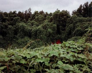 Kudzu With Red Soil Bank (summer), Near Akron, Alabama — William Christenberry