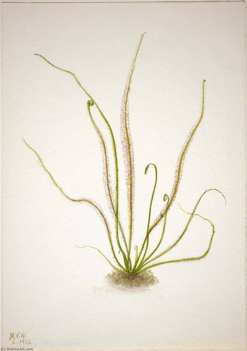 Thread Leaf Sundew (drosera Rotundifolia) — Mary Vaux Walcott