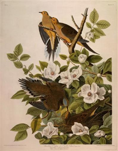 Carolina Pigeon Or Turtle Dove — Роберт Хавелл