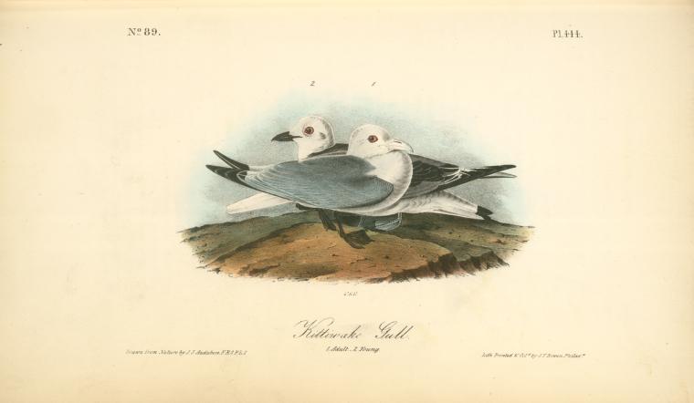 Kittiwake Gull. 1. Adult. 2. Young — John James Audubon