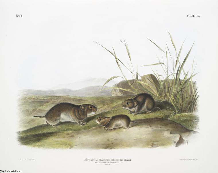 Arvicola Xanthognathus, Yellow Cheeked Meadow Mouse. Natural Size — John James Audubon