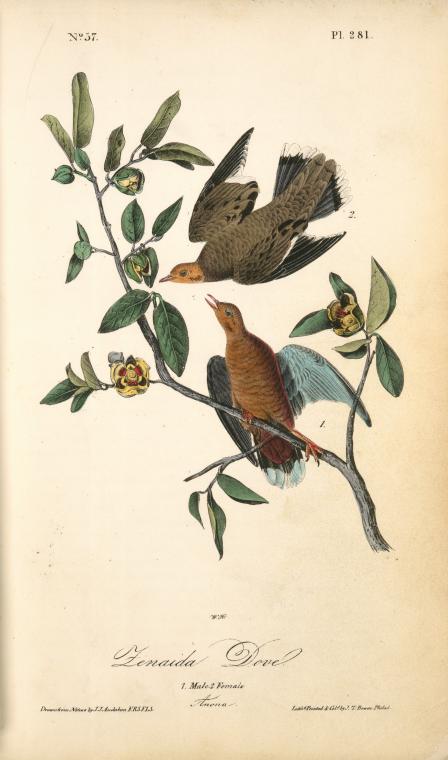 Zenaida Dove. 1. Male. 2. Female. (anona) — John James Audubon