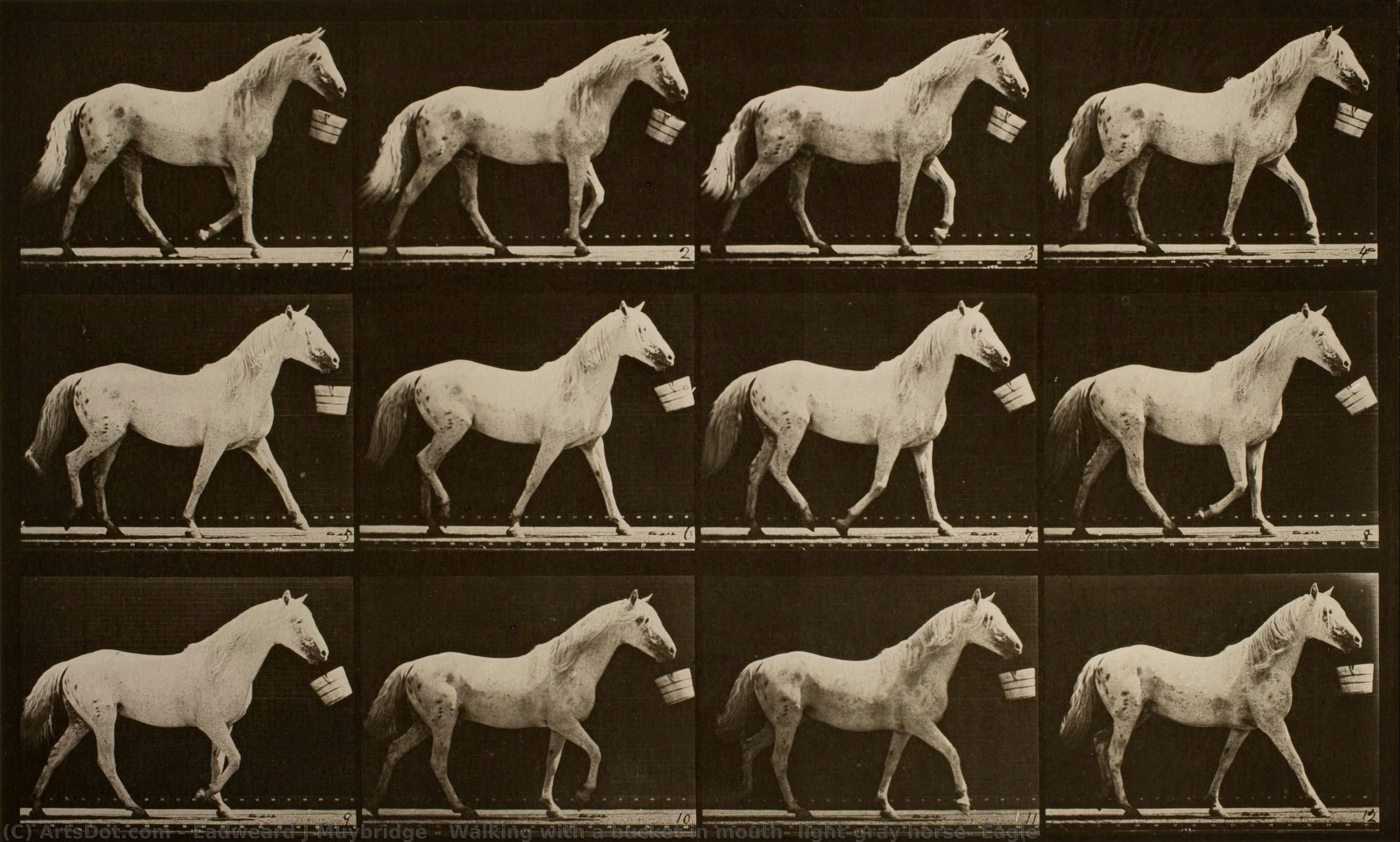Walking With A Bucket In Mouth; Light-gray Horse, Eagle — Eadweard J. Muybridge