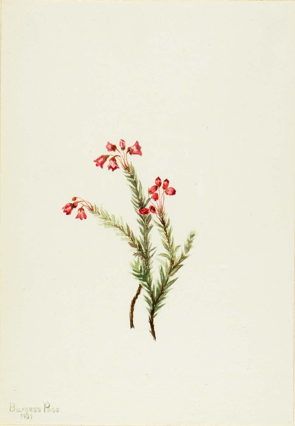 Pink Heather (phyllodoce Empetriformis) — Mary Vaux Walcott