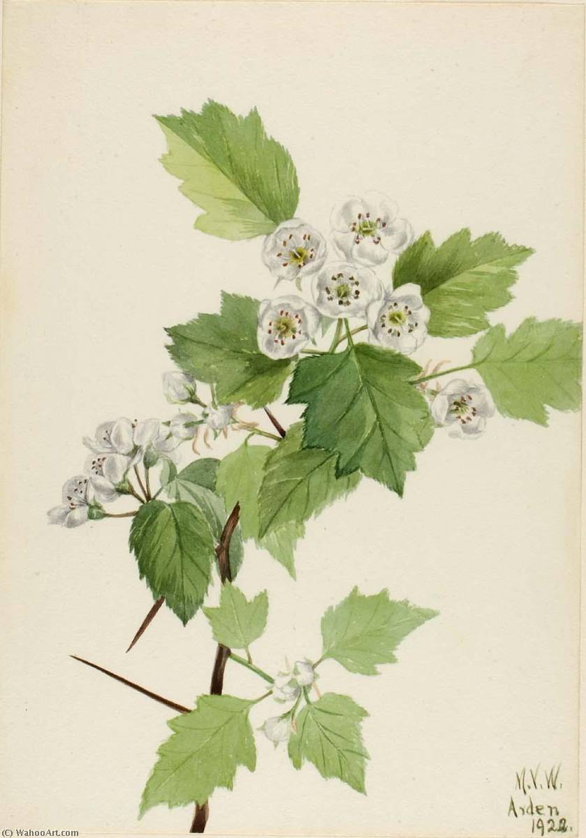 Thicket Hawthorn (crataegus Coccinea) — Mary Vaux Walcott