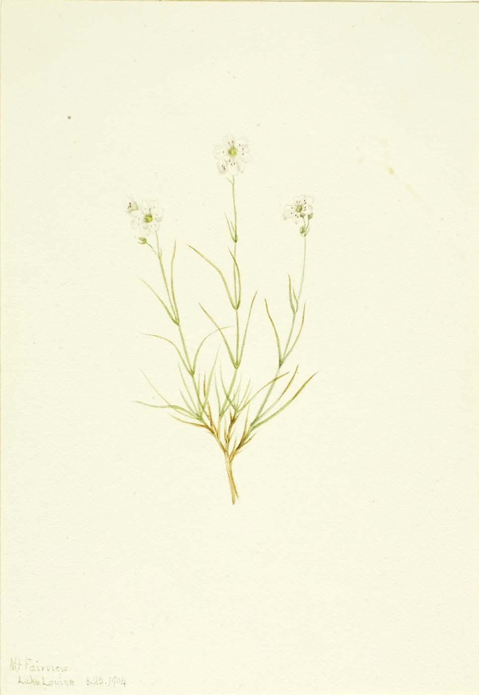 Arenaria Formosa — Mary Vaux Walcott