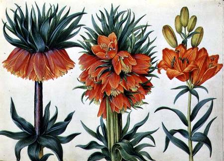 Crown Imperial Lily — Alexander Marshal