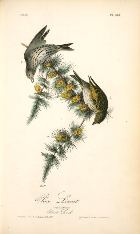 Pine Linnet. 1. Male. 2. Female. (black Larch) — John James Audubon