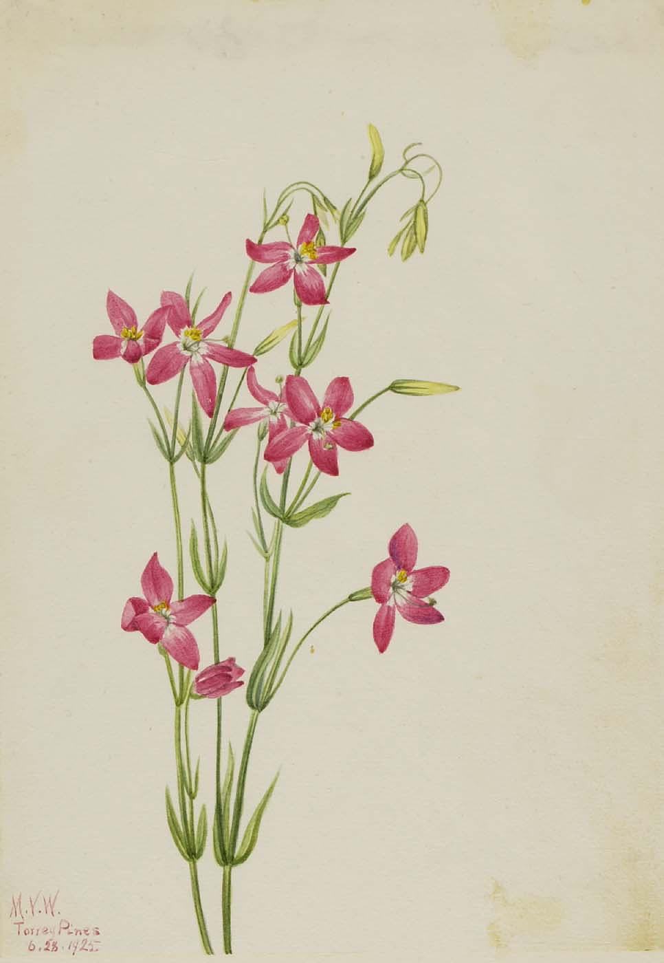 Pink Centaurium (centaurium Venustum) — Mary Morris Vaux Walcott