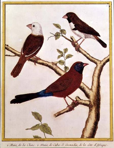 White-headed Munia, Double Coloured Seed Eater And Violet Eared Waxbill — Francois Nicolas Martinet