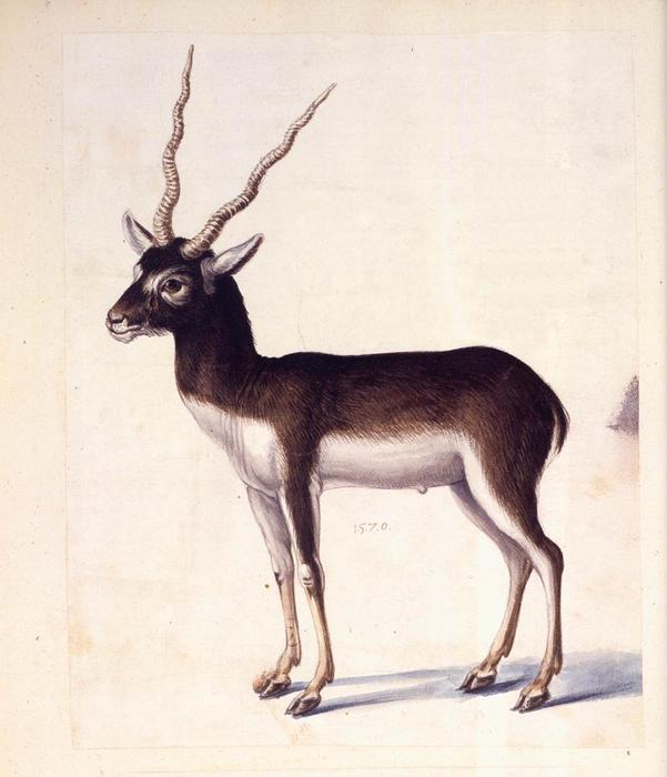 Blackbuck — Ђузепе Арчимболдо