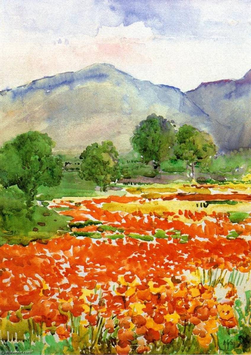 Field Of Poppies, Near Spoleto Italy — Annie G Sykes