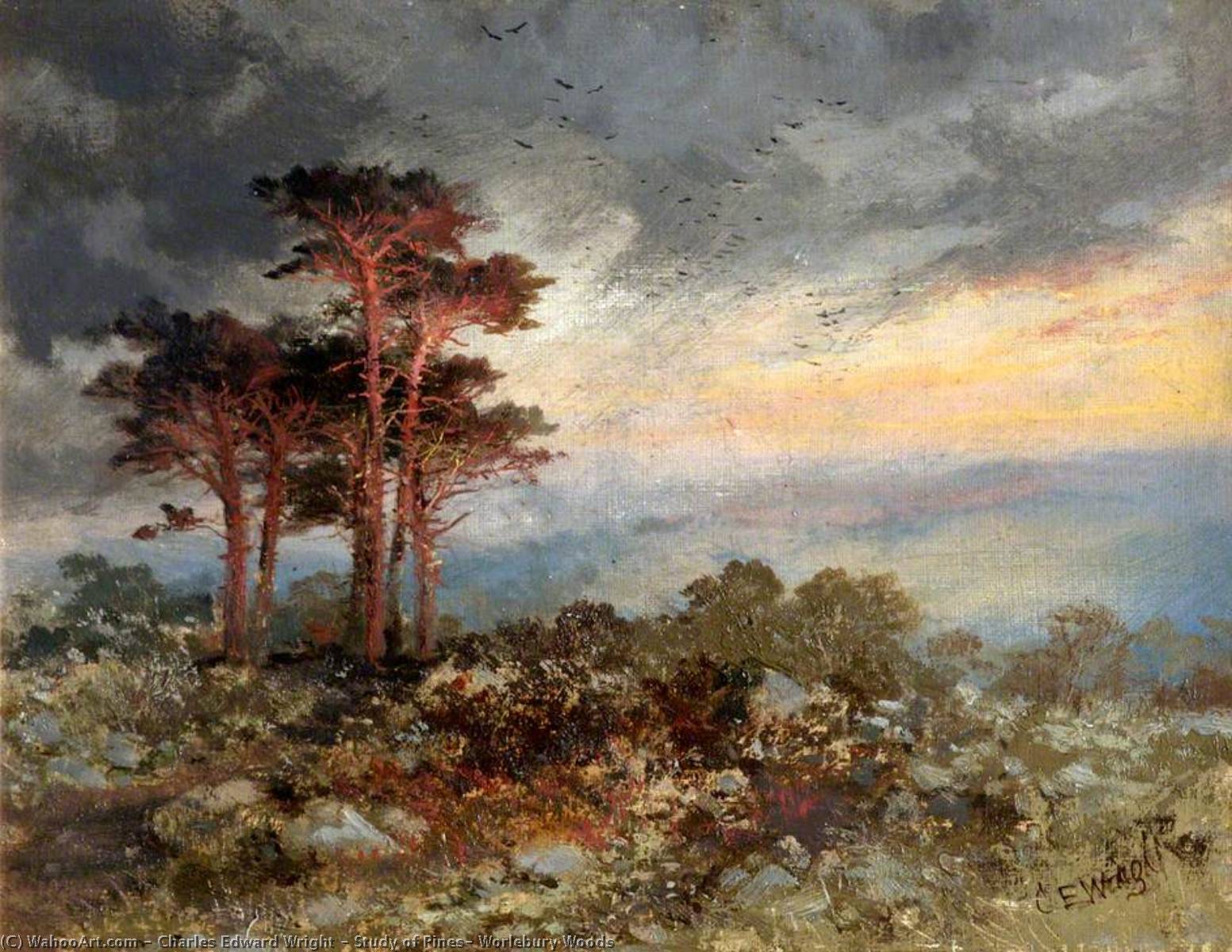 Study Of Pines, Worlebury Woods — Charles Edward Wright