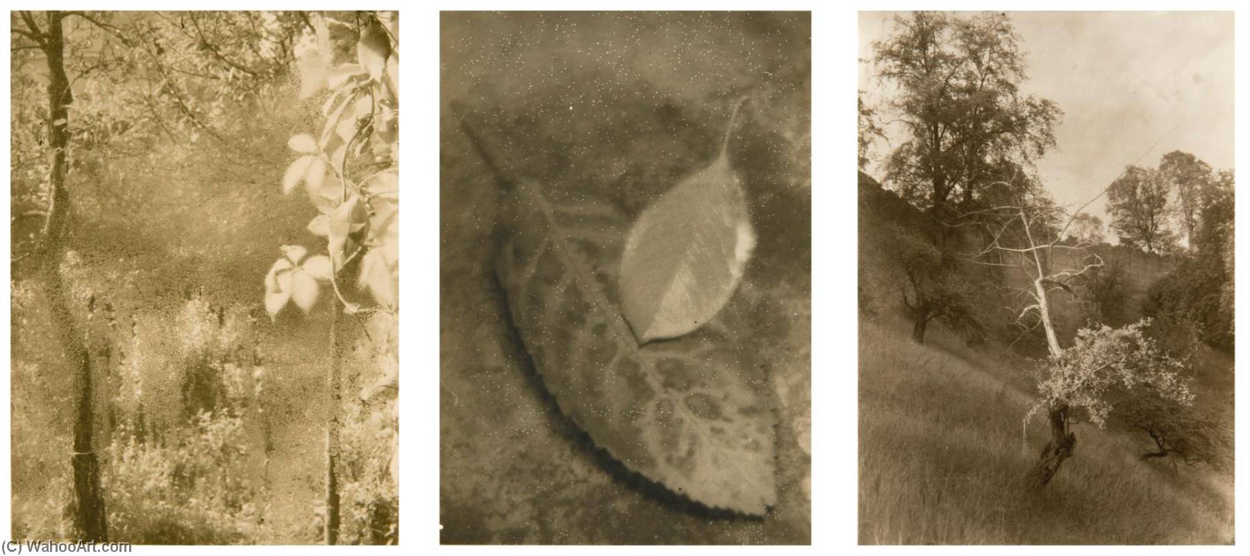 Window Of My Studio (i) The Coming Of Autumn (ii) And Tree (iii) — Josef Sudek