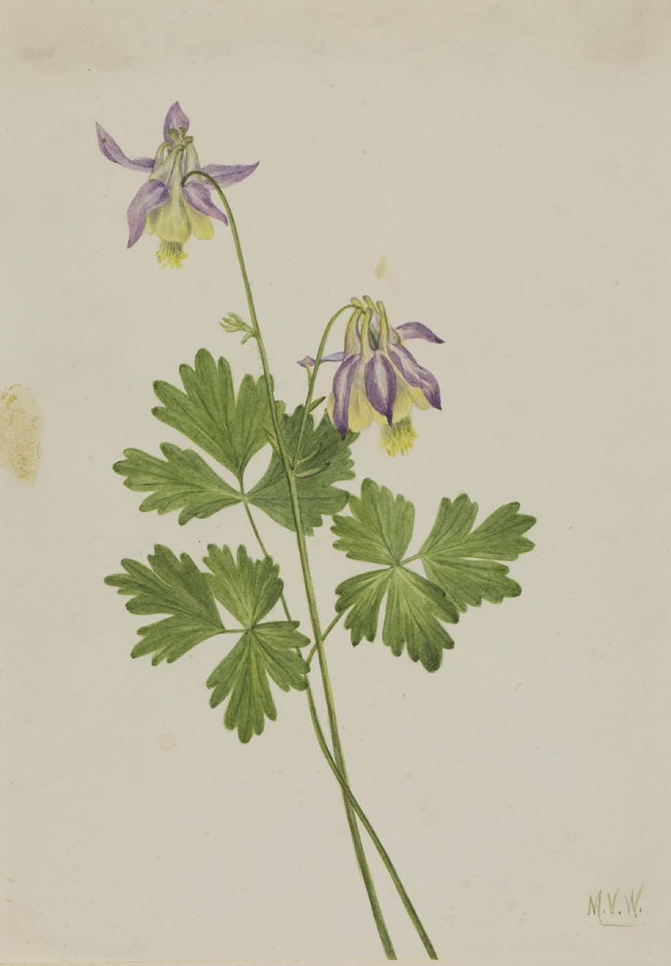 Shortspur Columbine (aquilegia Brevistyla) — Mary Morris Vaux Walcott