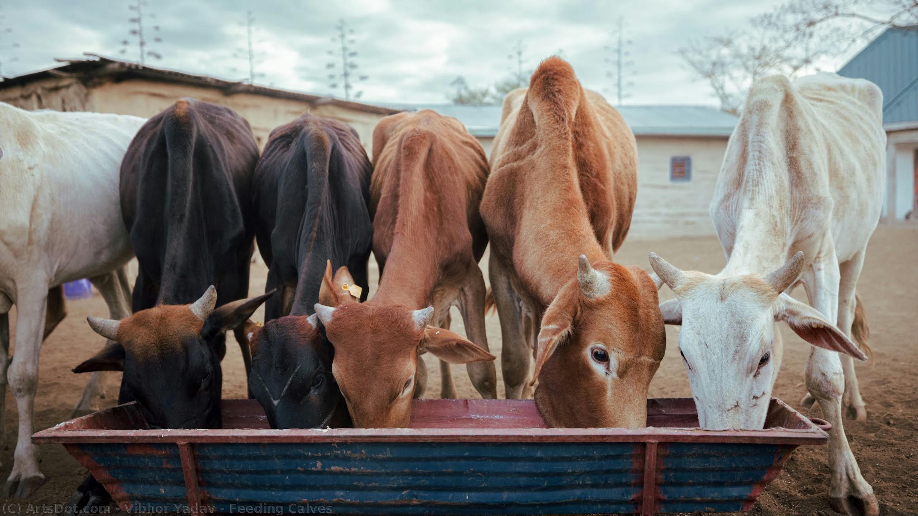 Feeding Calves — Vibhor Yadav