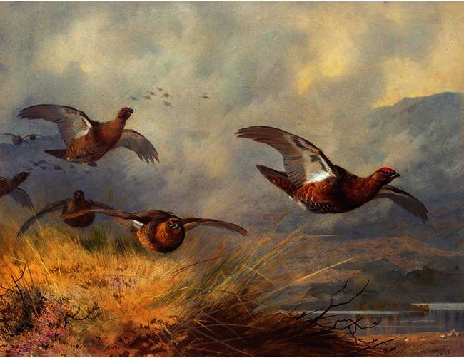 Grouse In Flight — Archibald Thorburn