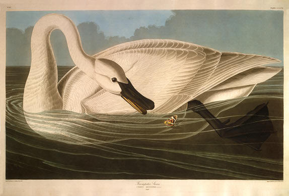Trumpeter Swan — Robert Havel