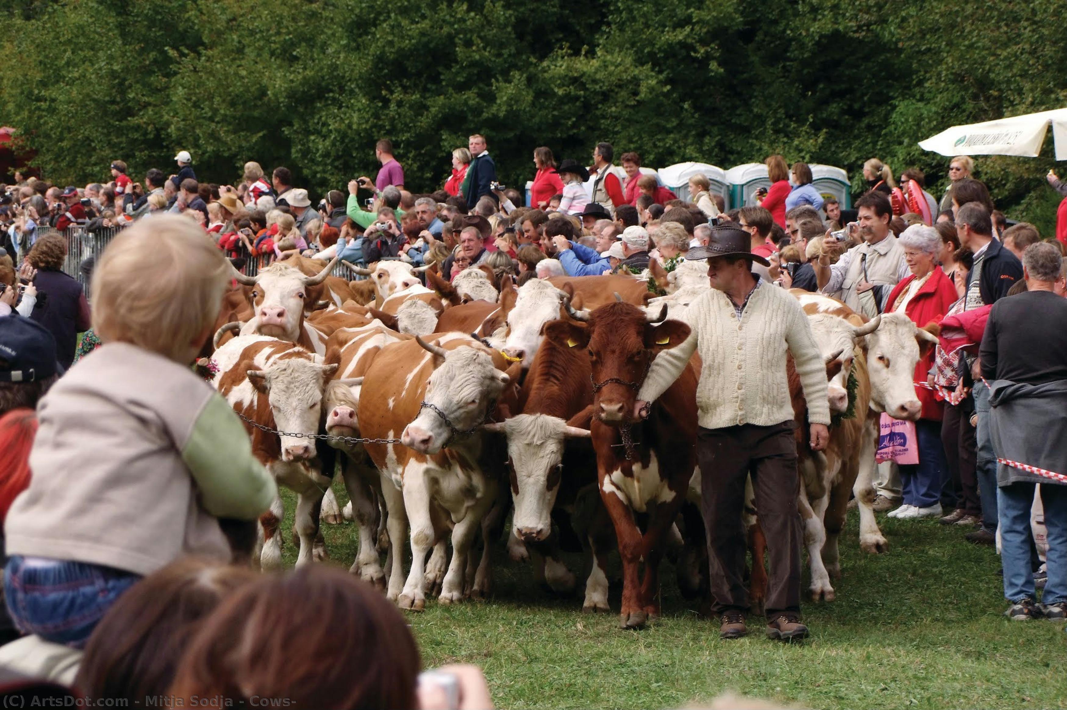 Cows — Mitja Sodja